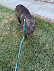 Found/Stray Female Dog last seen North keys rd , Brandywine, MD 20613