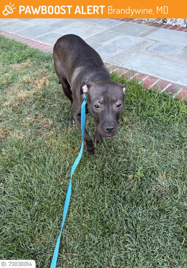 Found/Stray Female Dog last seen North keys rd , Brandywine, MD 20613