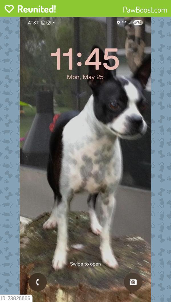 Reunited Female Dog last seen Ehrlich Rd, Citrus Park, FL, USA, Citrus Park, FL 33625