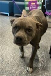 Shelter Stray Female Dog last seen Near BLOCK PARK BLVD, 12155 Park Blvd, Brighton, CO 80601, USA