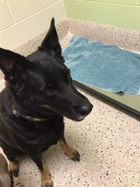 Shelter Stray Female Dog last seen 64TH AVE/ QUEBEC ST 80022, 12155 Park Blvd, Brighton, CO 80601, USA