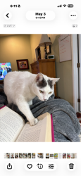 Lost Male Cat last seen Anchors Way and Harbor Blvd, Ventura, CA 93001