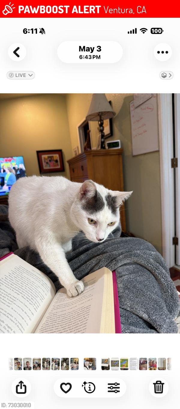 Lost Male Cat last seen Anchors Way and Harbor Blvd, Ventura, CA 93001