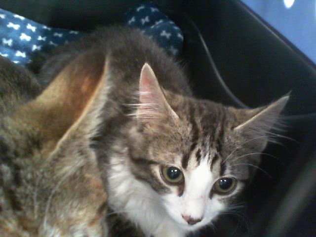 Shelter Stray Male Cat last seen CHARLOTTE, 8315 Byrum Dr, Charlotte, NC 28217, USA