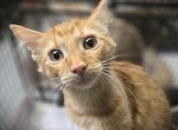 Shelter Stray Female Cat last seen , 3201 Lacy St, Los Angeles, CA 90031, USA