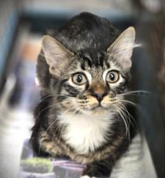 Shelter Stray Male Cat last seen , 3201 Lacy St, Los Angeles, CA 90031, USA