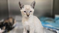 Shelter Stray Male Cat last seen , 3201 Lacy St, Los Angeles, CA 90031, USA