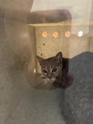 Shelter Stray Female Cat last seen , 3201 Lacy St, Los Angeles, CA 90031, USA