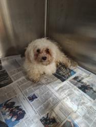 Shelter Stray Male Dog last seen , 3201 Lacy St, Los Angeles, CA 90031, USA