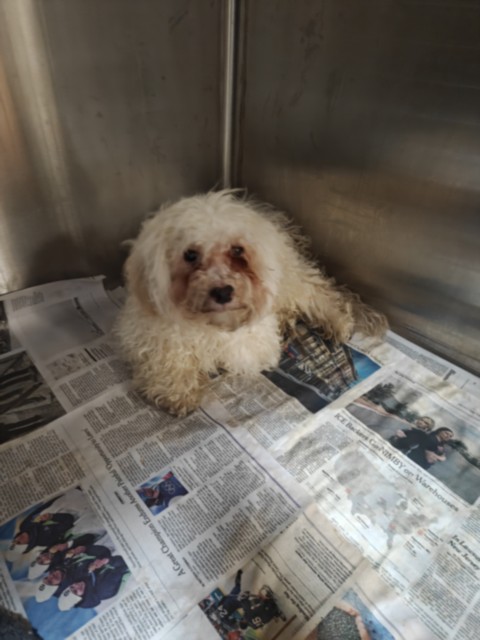 Shelter Stray Male Dog last seen , 3201 Lacy St, Los Angeles, CA 90031, USA
