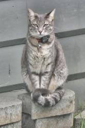 Lost Female Cat last seen Near 268th St NW Stanwood Wa, Stanwood, WA 98292