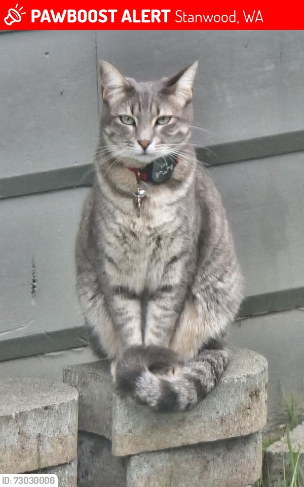 Lost Female Cat last seen Near 268th St NW Stanwood Wa, Stanwood, WA 98292