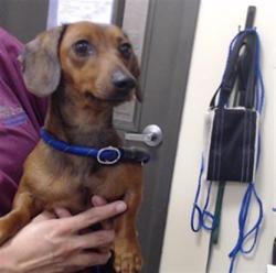 Shelter Stray Female Dog last seen Near BLOCK W BAYAUD AVE, DENVER CO 80223, 1241 W Bayaud Ave, Denver, CO 80223, USA