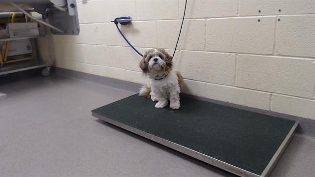 Shelter Stray Female Dog last seen Near BLOCK S QUITMAN ST, DENVER CO 80219, 1241 W Bayaud Ave, Denver, CO 80223, USA