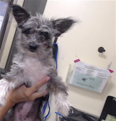 Shelter Stray Female Dog last seen Near BLOCK W HOYE PL, DENVER CO 80219, 1241 W Bayaud Ave, Denver, CO 80223, USA
