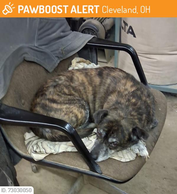 Found/Stray Unknown Dog last seen 46th Between Clark and Train, Cleveland, OH 44102