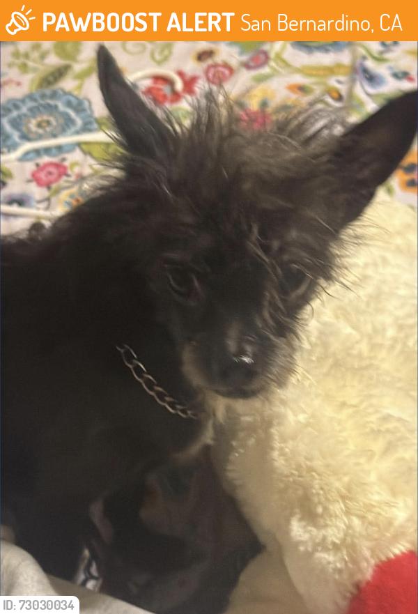 Found/Stray Female Dog last seen Waterman ave, San Bernardino, CA 92404