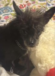 Found/Stray Female Dog last seen Waterman ave, San Bernardino, CA 92404