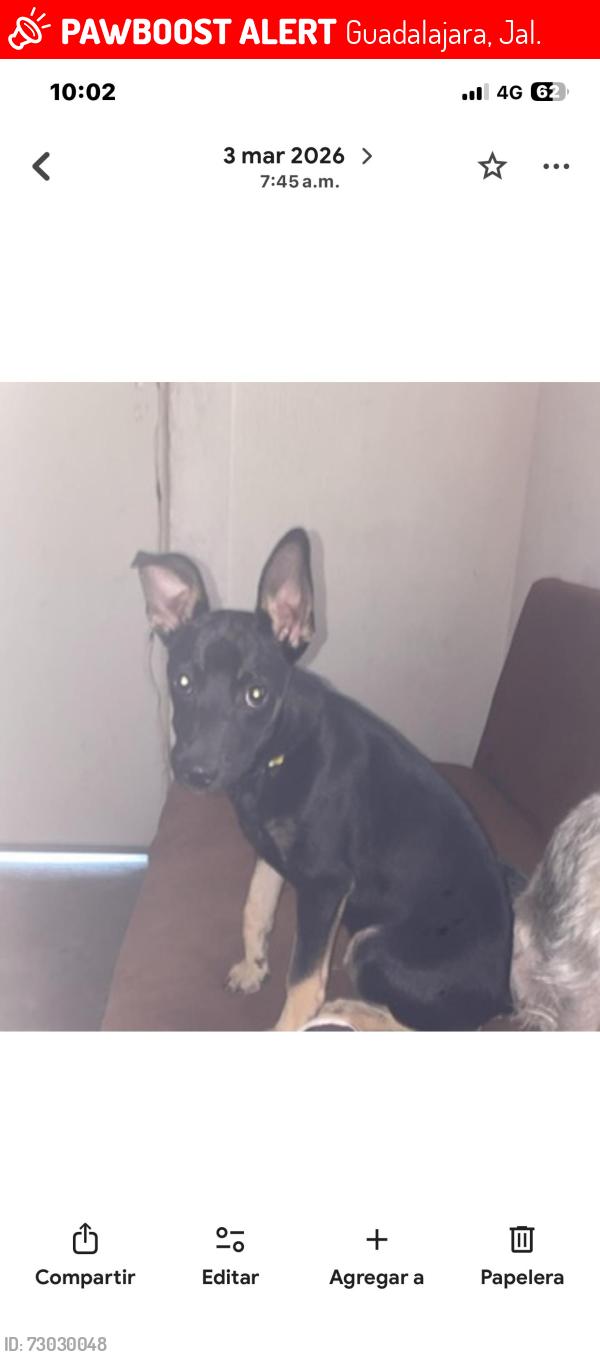Lost Female Dog last seen Guadalajara jalisco mexico, Guadalajara, Jal. 