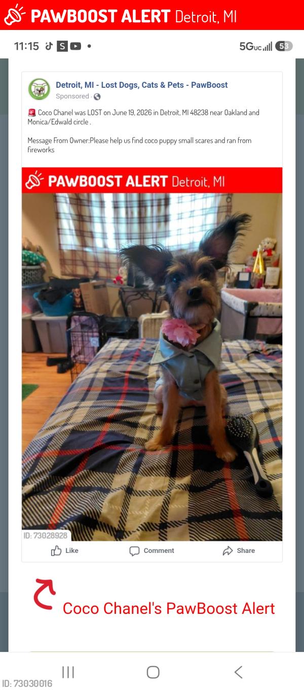 Lost Female Dog last seen Oakland and Monica/Edwald circle , Detroit, MI 48238