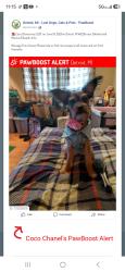 Lost Female Dog last seen Oakland and Monica/Edwald circle , Detroit, MI 48238