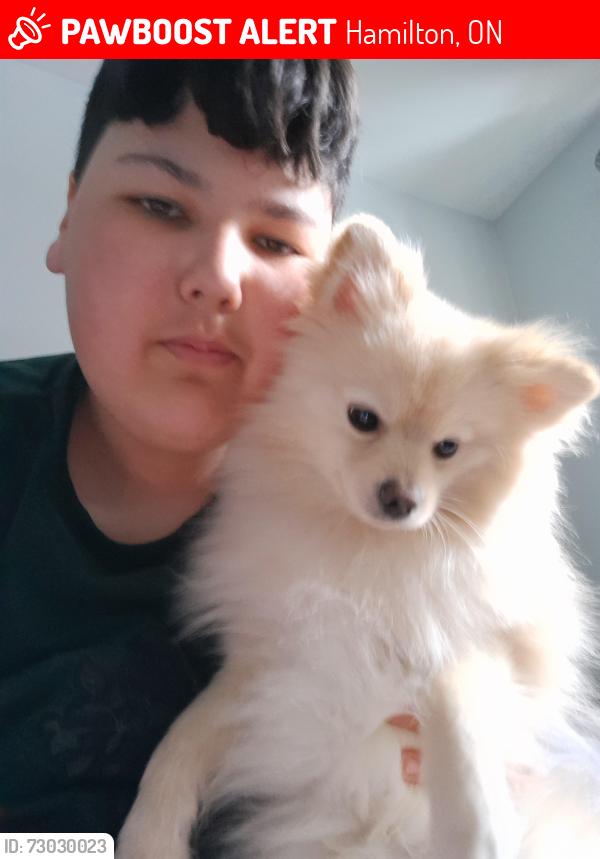 Lost Male Dog last seen Birchcliffe crescent hamilton , Hamilton, ON 