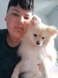 Lost Male Dog last seen Birchcliffe crescent hamilton , Hamilton, ON 