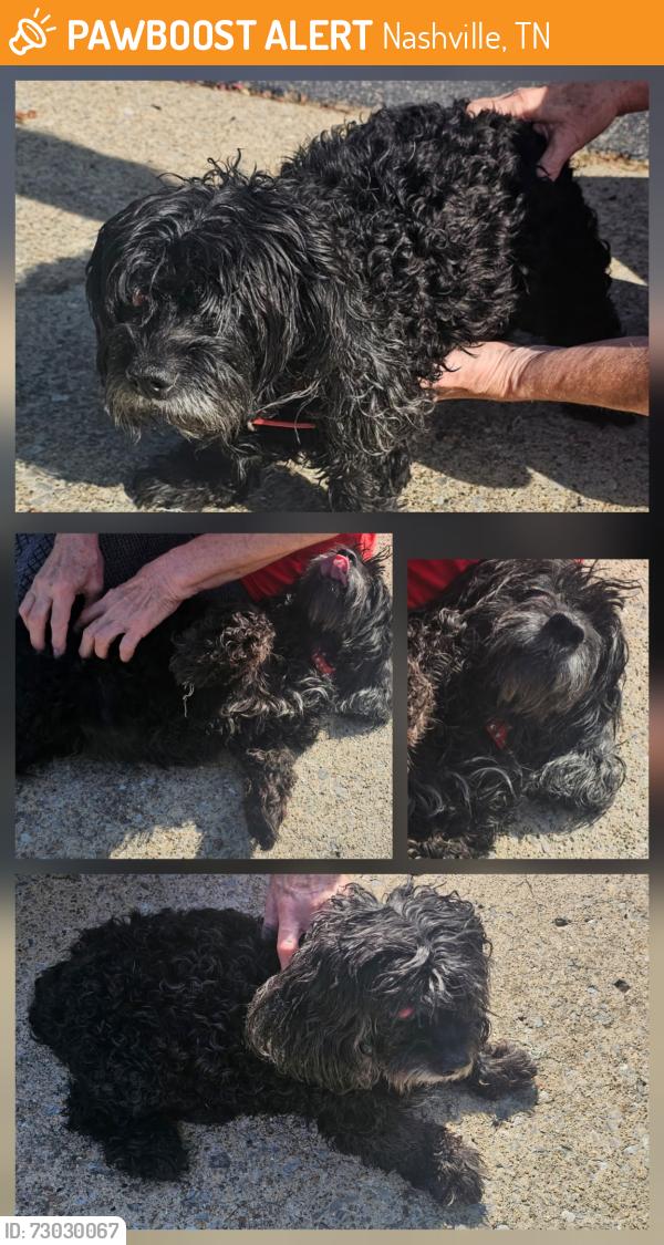 Found/Stray Female Dog last seen Smith Springs Rd and Anderson Rs, Nashville, TN 37217