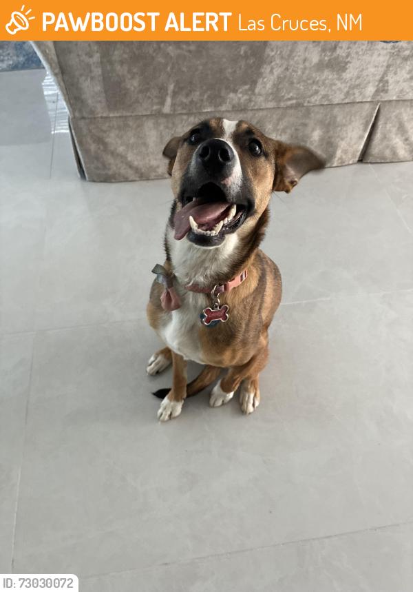 Found/Stray Female Dog last seen Valley and Fischer, Las Cruces, NM 88001