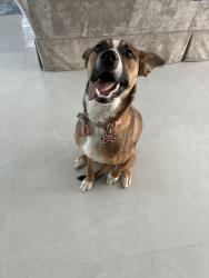 Found/Stray Female Dog last seen Valley and Fischer, Las Cruces, NM 88001