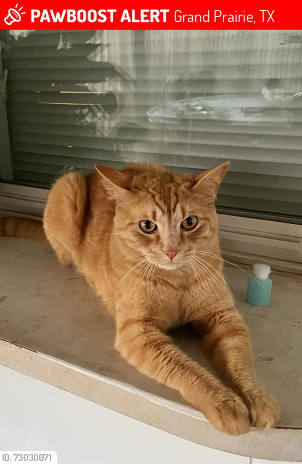 Lost Male Cat last seen Elm Dr, Grand Prairie, TX 75050