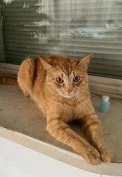 Lost Male Cat last seen Elm Dr, Grand Prairie, TX 75050