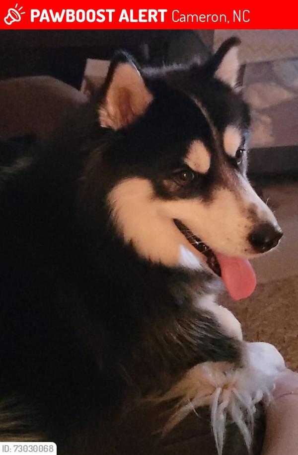 Lost Male Dog last seen Cameron, NC, Cameron, NC 28326