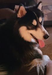 Lost Male Dog last seen Cameron, NC, Cameron, NC 28326