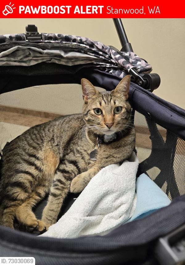 Lost Male Cat last seen Near 268th St Nw Stanwood, Stanwood, WA 98292