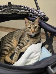 Lost Male Cat last seen Near 268th St Nw Stanwood, Stanwood, WA 98292