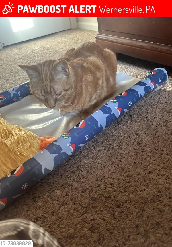 Lost Male Cat last seen Carriage Drive & Shire Lane, Wernersville, PA 19565