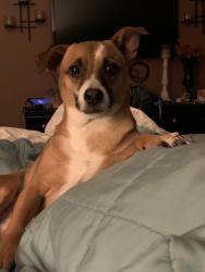 Reunited Female Dog last seen Teal Run and Teal bend blvd, Fresno, TX 77545