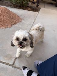 Reunited Male Dog last seen Paraiso and Sittingbull, Apple Valley, CA 92308