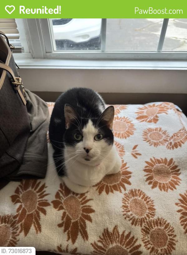 Reunited Female Cat last seen Grove Trail, Georgia 30052, USA, Walton County, GA 30052
