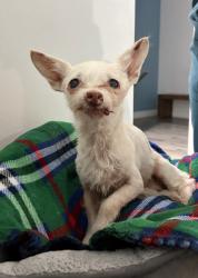 Reunited Female Dog last seen S olive st x Vermont ave, Anaheim, CA 92805