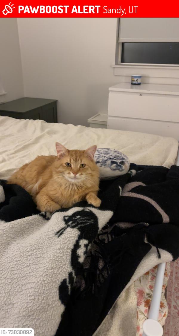 Lost Male Cat last seen Sego lilly drive, Sandy, UT 84094