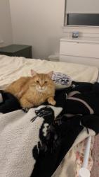 Lost Male Cat last seen Sego lilly drive, Sandy, UT 84094