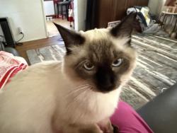 Reunited Male Cat last seen Between Rosemead and Michillinda , Pasadena, CA 91107
