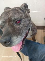Lost Male Dog last seen 11th street and 4th Ave se, Calgary, AB 