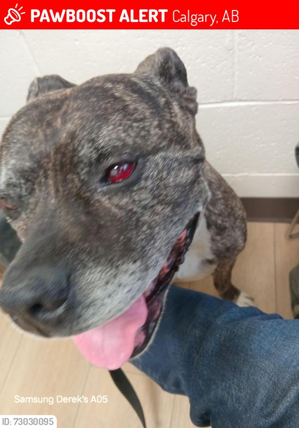 Lost Male Dog last seen 11th street and 4th Ave se, Calgary, AB 