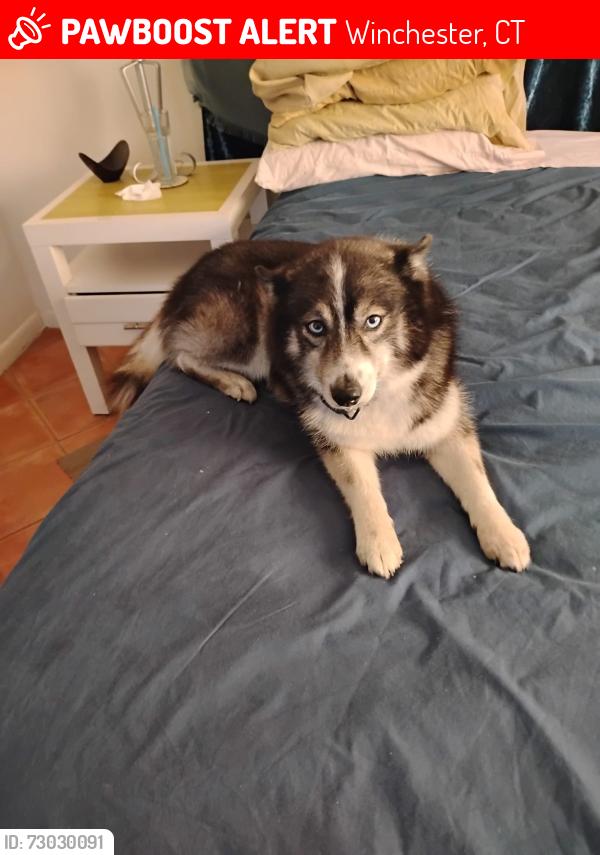 Lost Male Dog last seen Near ST AND NW 2ND AV MIAMI GARDENS FL 33169, Winchester, CT 06098
