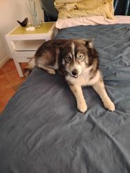 Lost Male Dog last seen Near ST AND NW 2ND AV MIAMI GARDENS FL 33169, Winchester, CT 06098