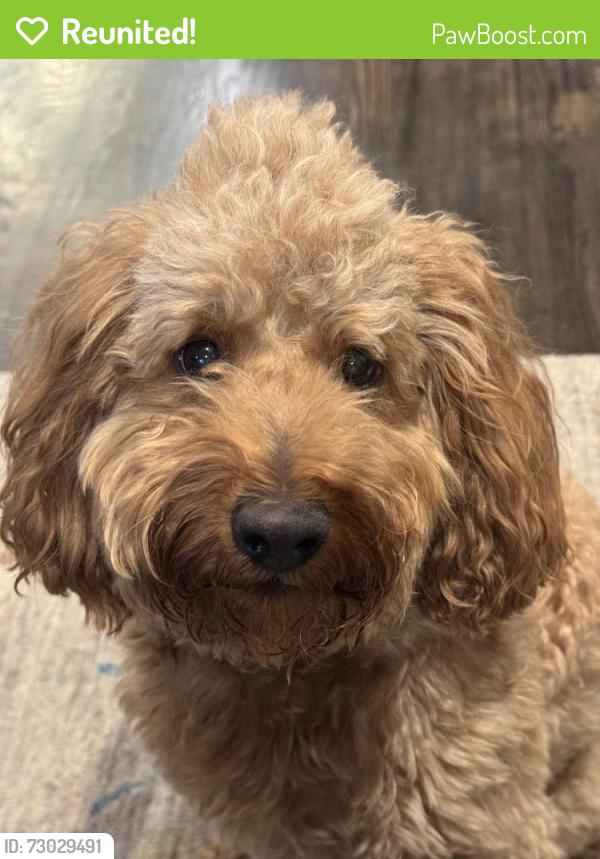 Reunited Male Dog last seen Near Wanderwood Way , Sandy, UT 84092