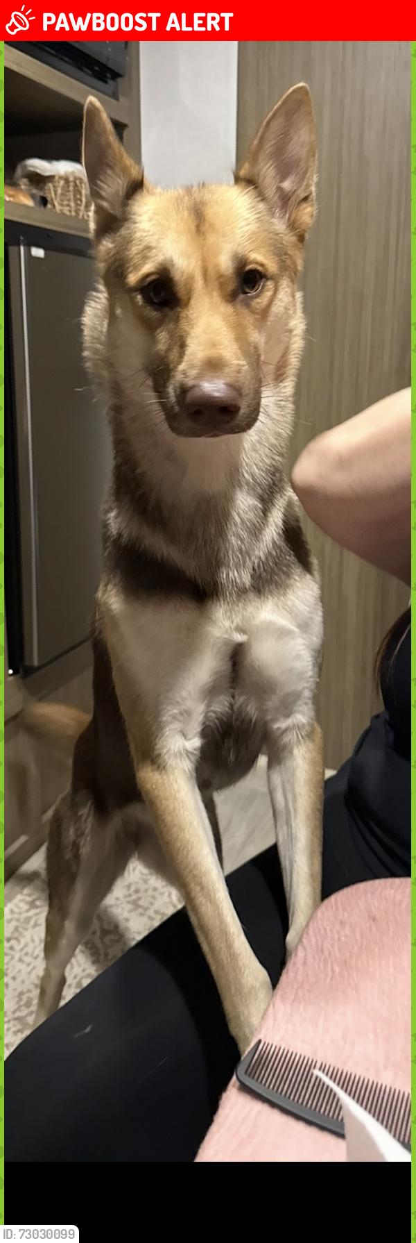 Lost Female Dog last seen On the beach between seapoint and Warner, Huntington Beach, CA 92648
